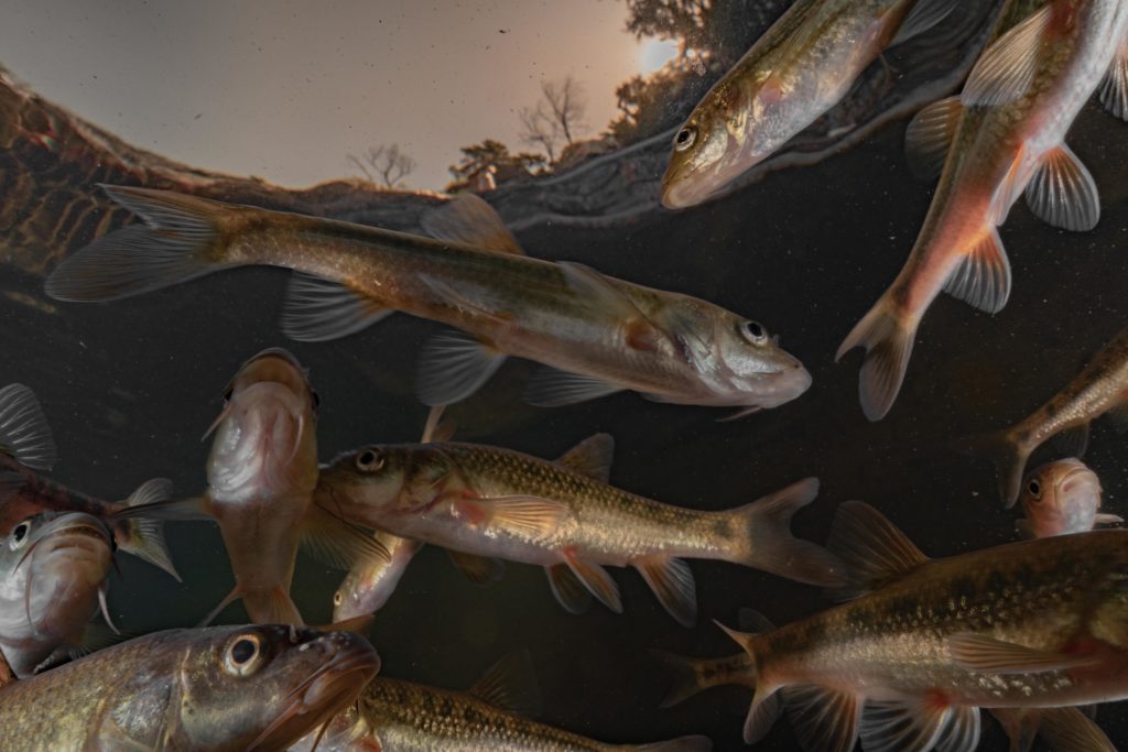 A new Freshwater Biodiversity Information System for South Africa ...