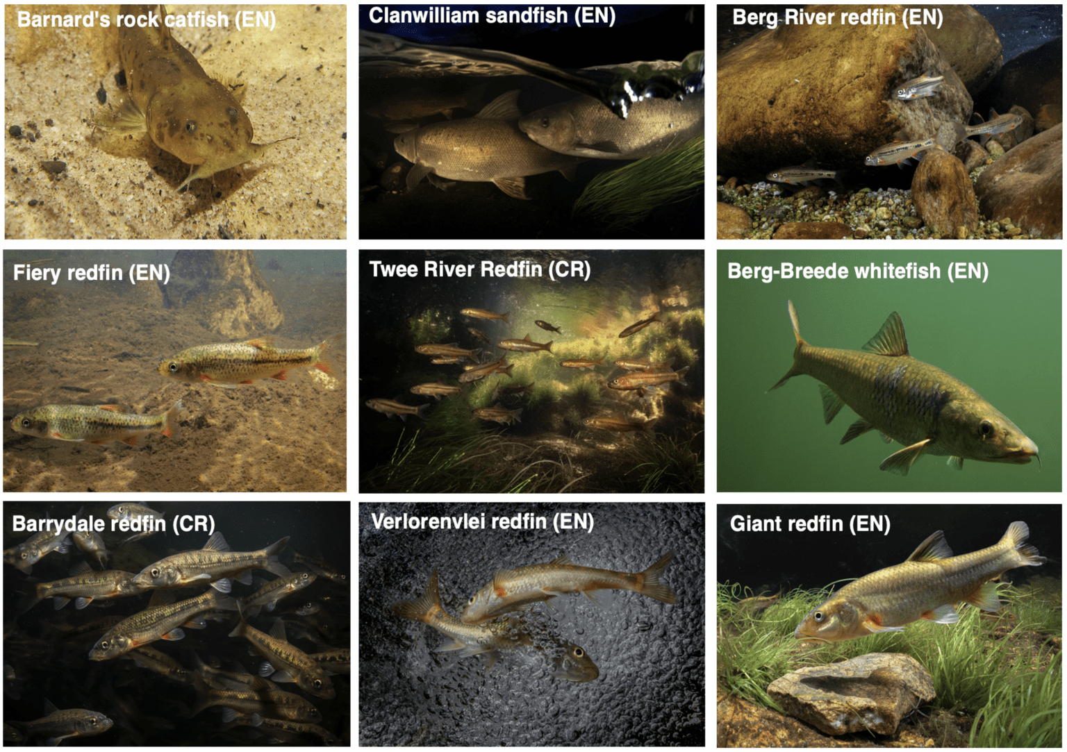 Fynbos Fish Revival – Freshwater Research Centre